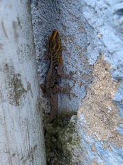 Gonatodes caudiscutatus