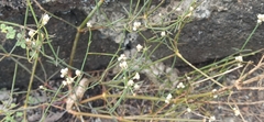 Alternanthera filifolia