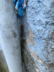 Gonatodes caudiscutatus
