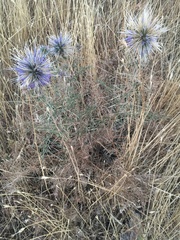 Echinops adenocaulos