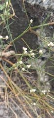 Alternanthera filifolia