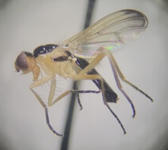 Cordilura