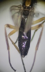 Cordilura