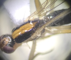 Cordilura
