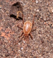 Parasitidae