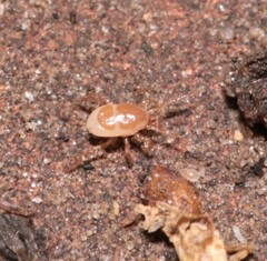 Parasitidae
