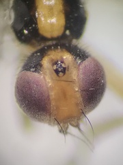 Cordilura