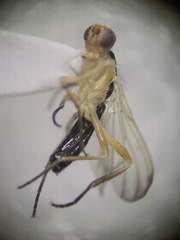Cordilura
