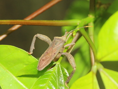 Pseudomictis obtusispinus