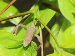 Pseudomictis obtusispinus