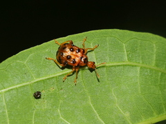Agomadaranus pardaloides