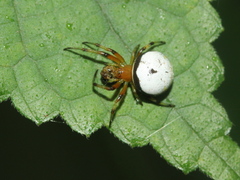 Aoaraneus pentagrammicus