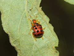 Agomadaranus pardaloides