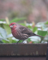 Haemorhous mexicanus