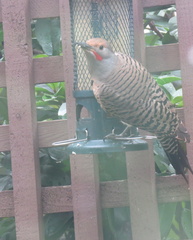 Colaptes auratus