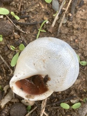 Otala punctata