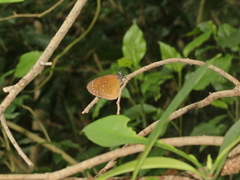 Euploea tulliolus koxinga