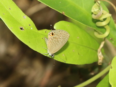 Jamides bochus formosanus