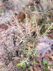 Erica arborea