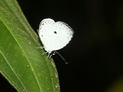 Neopithecops zalmora