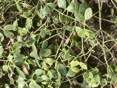 Zygophyllum fabago