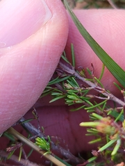 Erica arborea