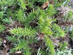Ulex minor