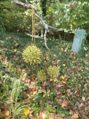 Liquidambar