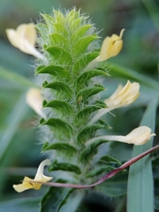 Tetramerium