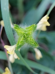 Tetramerium