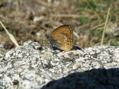 Coenonympha corinna