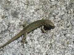 Archaeolacerta bedriagae