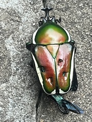 Dicronorhina derbyana derbyana
