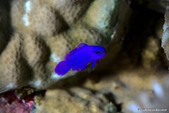 Pseudochromis fridmani