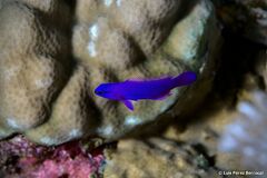 Pseudochromis fridmani