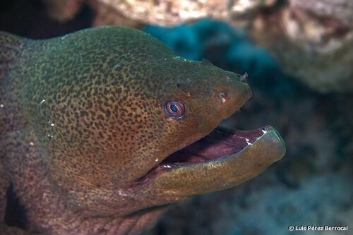 Giant Moray