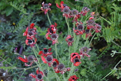 Ranunculus asiaticus