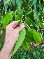 Aiouea montana