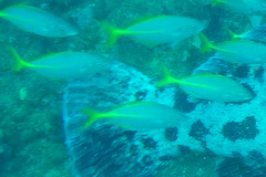 Pseudocaranx georgianus