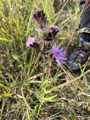 Liatris scariosa