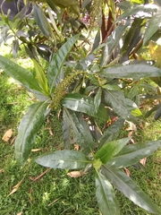 Escallonia pendula