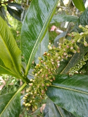 Escallonia pendula