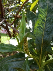 Escallonia pendula