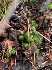 Polytrichum commune