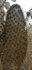 Opuntia galapageia