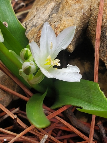 Image of Ornithogalum lanceolatum by (c) Mitch Van Dyke, some rights reserved (CC BY)