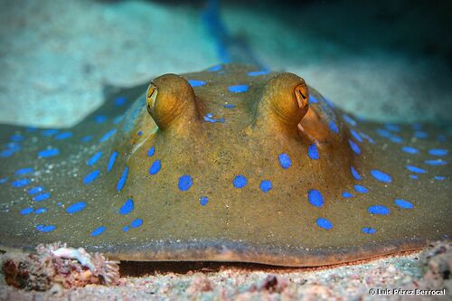 Bluespotted Fantail Ray, photo 7 of 10