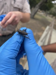 Gryllus