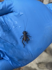Gryllus