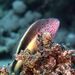 Freckled Hawkfish - Photo (c) Luis P. B., some rights reserved (CC BY-NC), uploaded by Luis P. B.